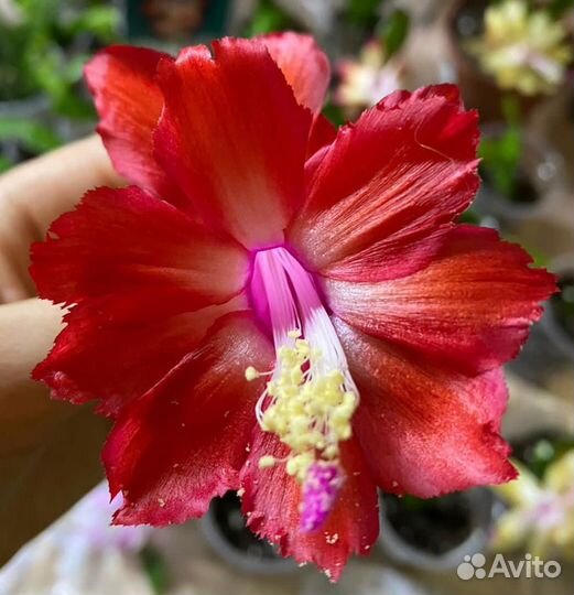 Декабрист Шлюмбергера Рипсалидопсис Редкие сорта