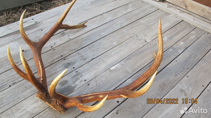 Рога марала (Благородный олень Восточные Саяны)