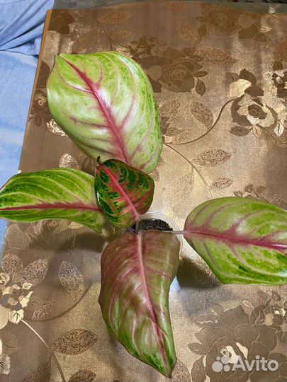 Аглаонема тайланд