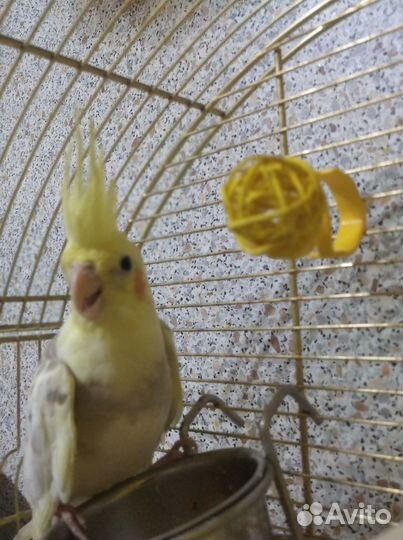 Попугай корелла девочка 3 месяца