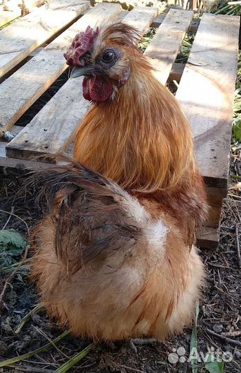 Петухи на племя шелковые и лакеданзи