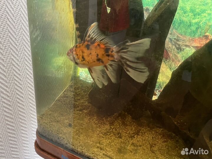 Аквариумные Золотые рыбки 2 шт