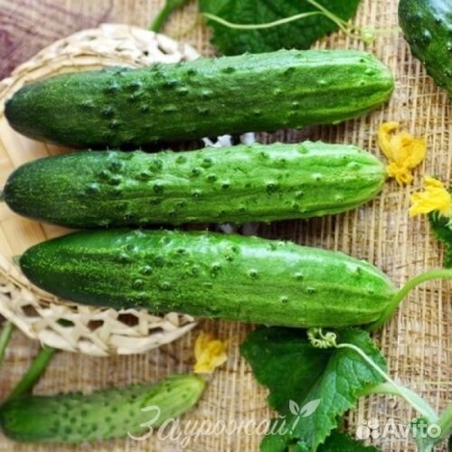 Семена огурца Прагматик F1 250 шт