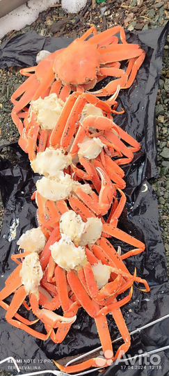 Половинки краба стригуна