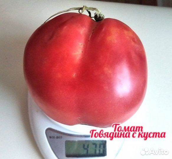 Семена томатов