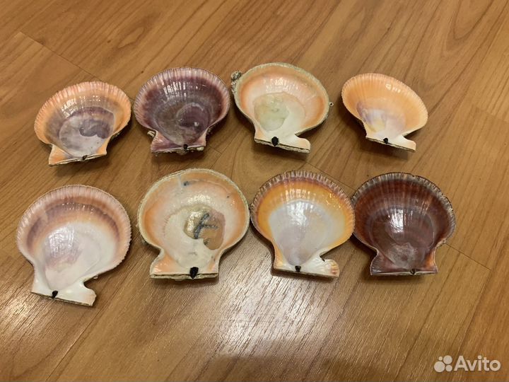 Ракушки морского гребешка