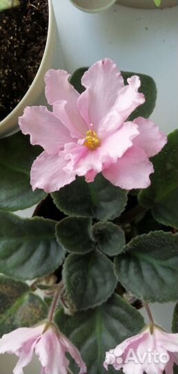 Фиалки (листочки)