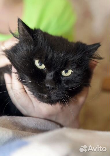 Чёрная Принцесса