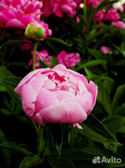 Ирис Пион можжевельник