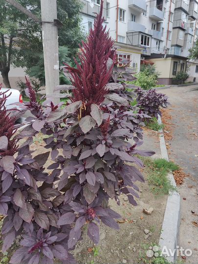 Семена амаранта