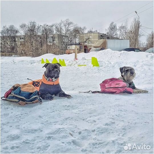 Профессиональная дрессировка собак