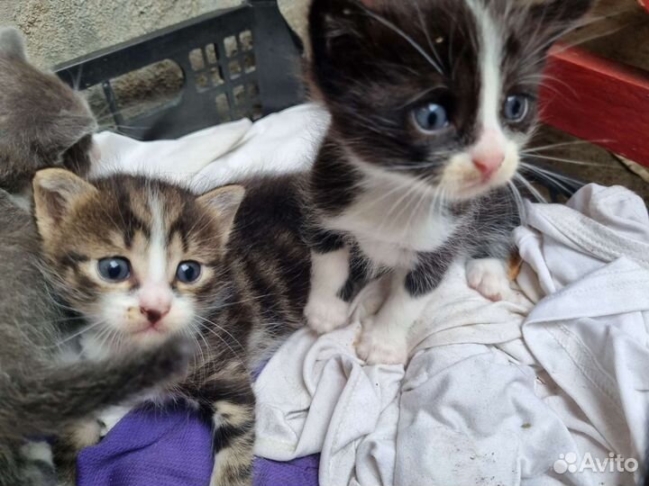 Котятки в добрые руки
