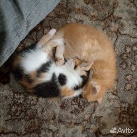 Кошка в дар бесплатно