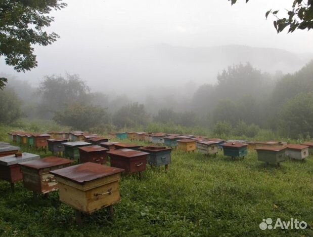 Мед 2024 года Алтайский оптом