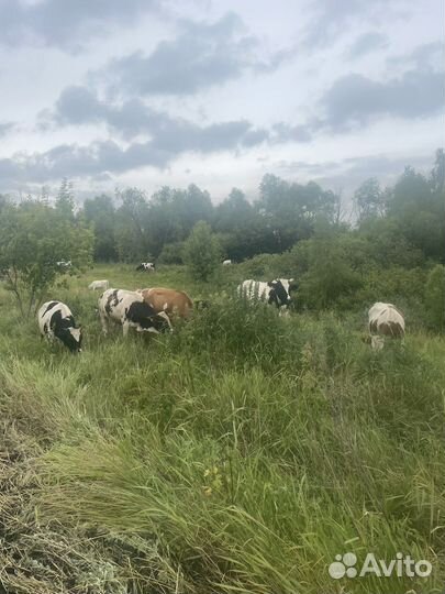 Коровы и телки