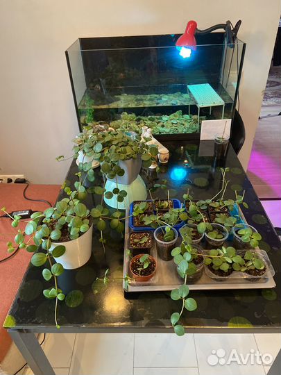 Пеперомии сортовые