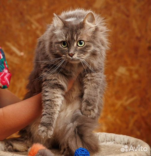 Ласковая кошечка Виола в добрые руки