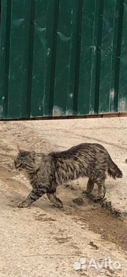 Кот шотландский хайленд страйт прямоухий некастри