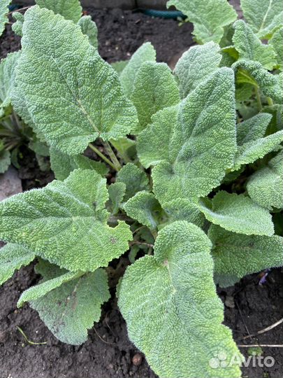 Розмарин,тимьян,шалфей