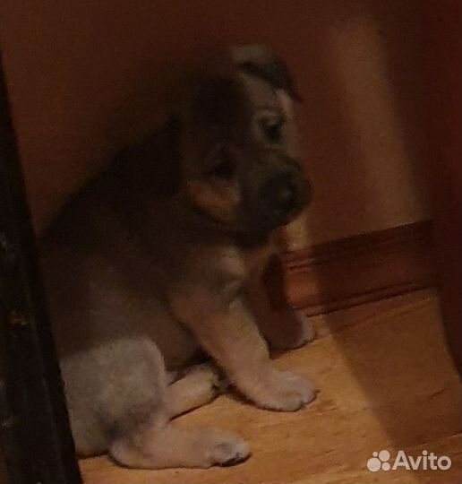 Кутята в добрые руки