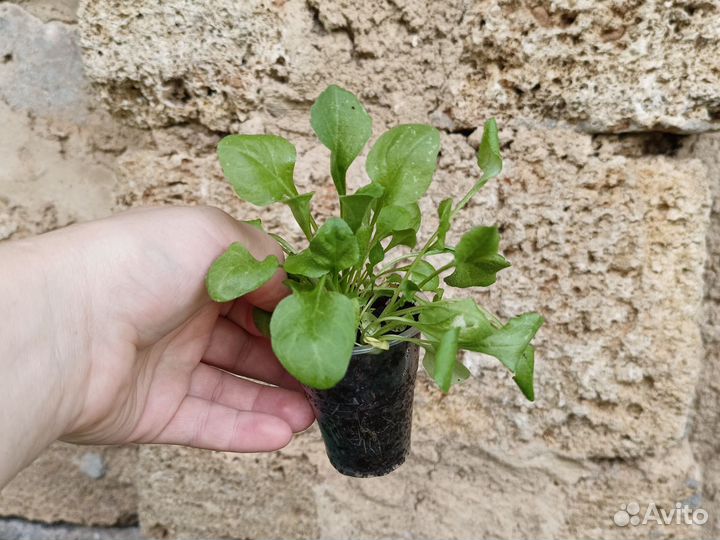 Маргаритка микс