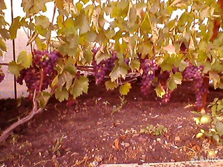 Продам саженцы винограда