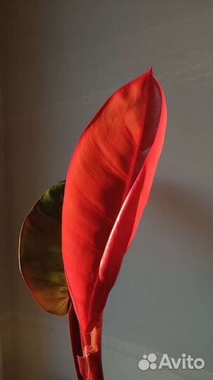 Филодендроны 15 сортов