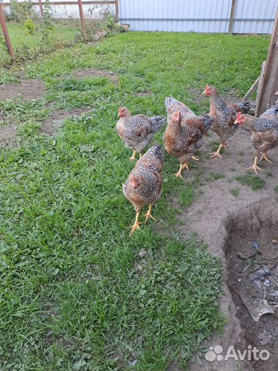 Петух билефельдер