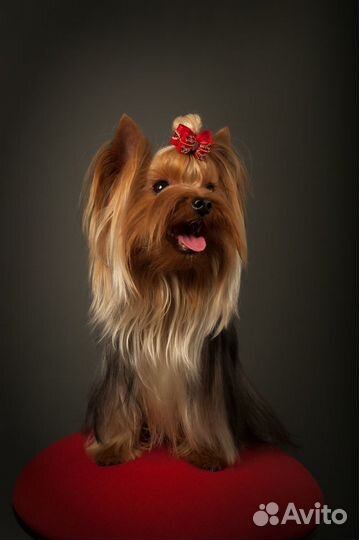 Вязка йоркширский терьер, йорк