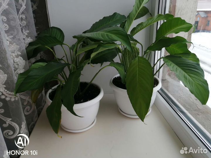 Спатифиллум