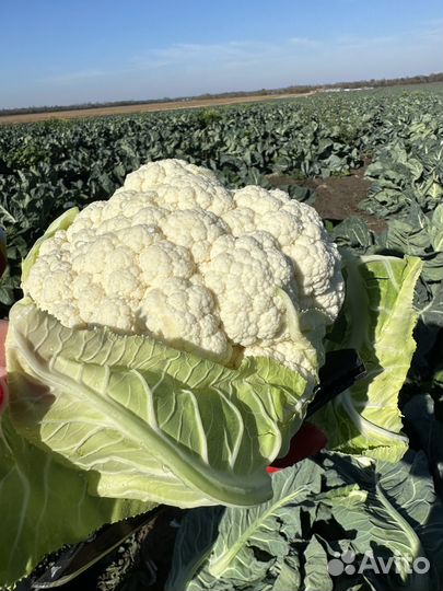 Цветная капуста оптом