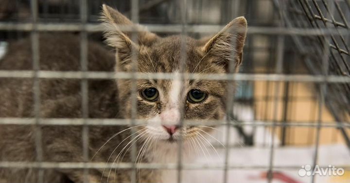Бездомные котики