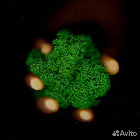 Мох для дизайна, 500г, цвет Зелёное Яблоко