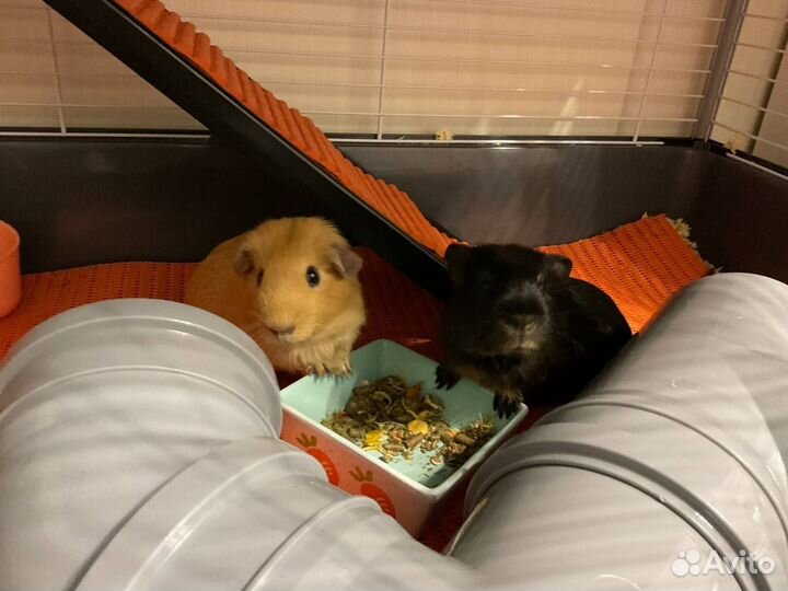 Самцы морских свинок для вязки