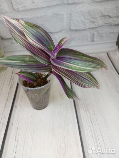 Сциндапсус майяри, алоказия небула, и др