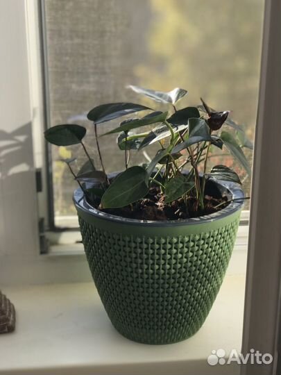 Комнатные цветы антуриум