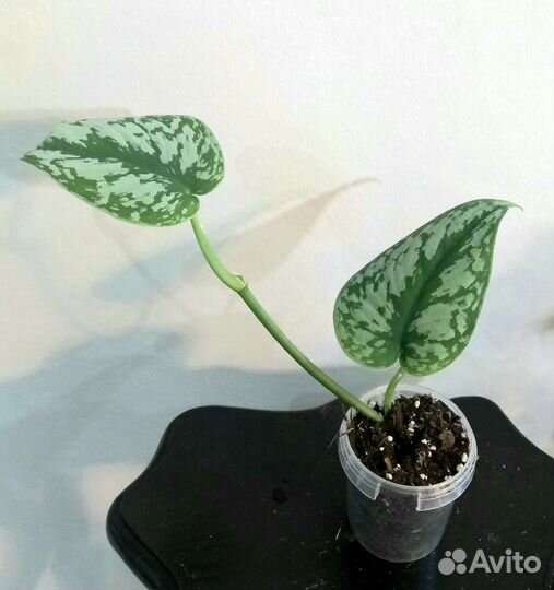 Сциндапсусы и эпипремнумы