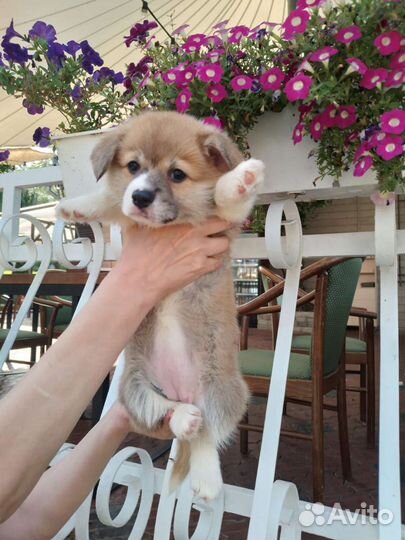 Вельш-корги пемброк