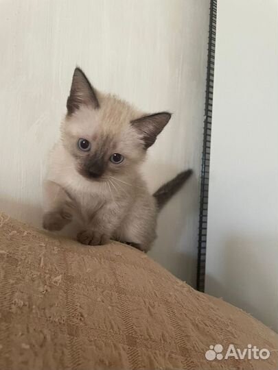 Сиамская кошечка