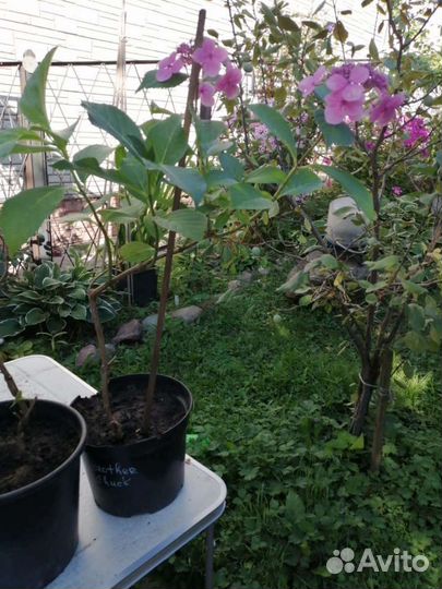 Гортензия Саржента