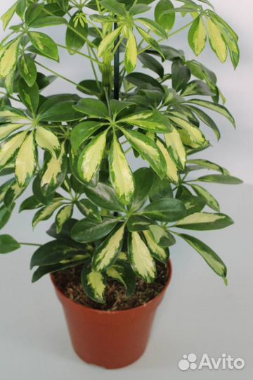 Шефлера Gerda