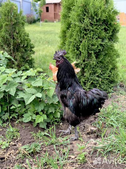 Петух ухейилюй