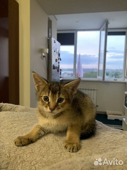 Доставка котенка