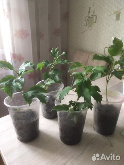 Калина бульденеж