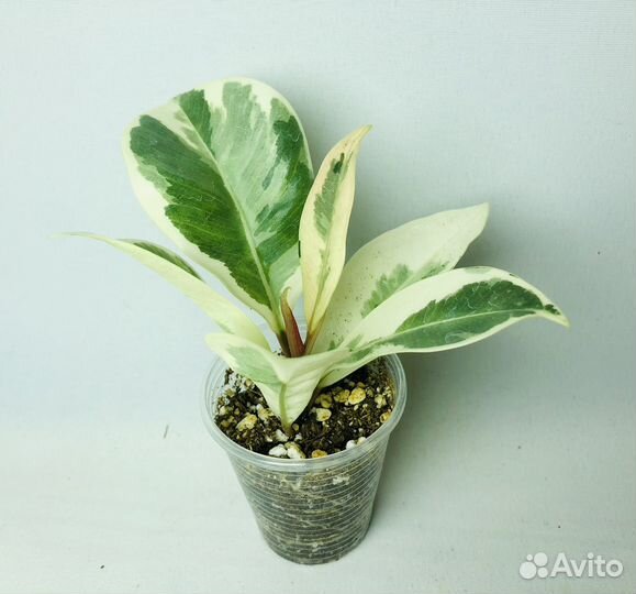 Фикус Эректа вариегатный и другие фикусы