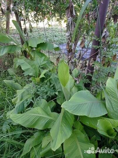 Банановая пальма