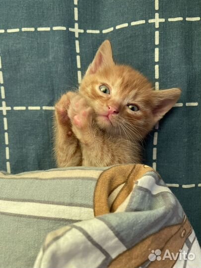 Котенок в добрые руки