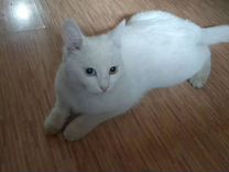 Потерялась кошка белая Турецкая ангора