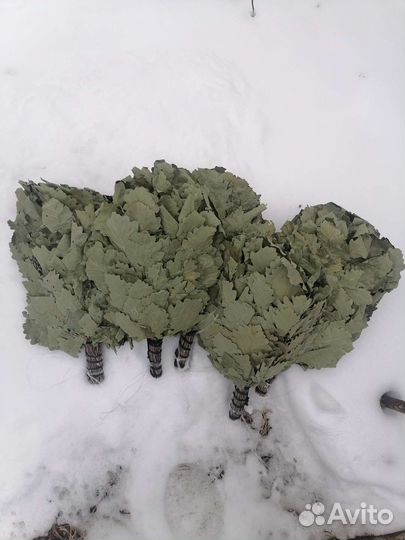 Дубовые веники для бани