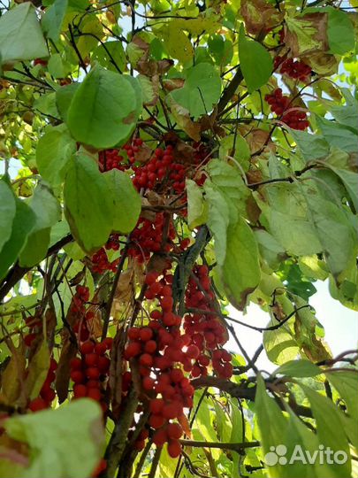 Лимонник китайский саженцы